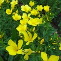 Linum flavum fleur